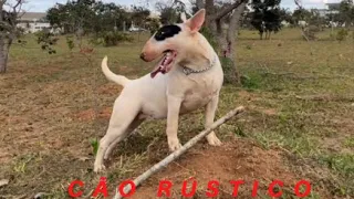 Bull Terrier cão Rústico