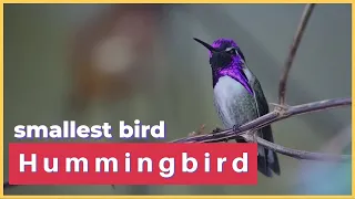 Hummingbirds : The Smallest bird in the world