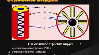 Биология Самкова 1 1 грибы и бактерии