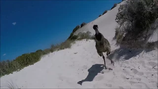 Emu Running Really Fast