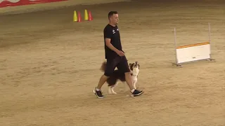 FCI World Championship Obedience 2023 – Marvin Hahn / Wings of Hope Just Awesome