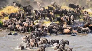 Wildebeest crossings, River Mara, Northern Serengeti. 2022 migration