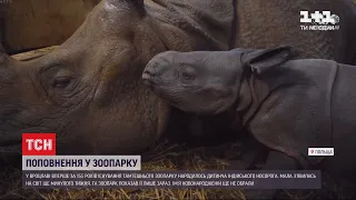 У Вроцлав вперше за 155 років народилось дитинча індійського носорога