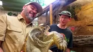 Snapping Turtle Dreams Come True