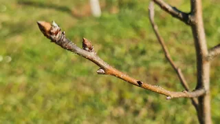 Which are fruiting and which are leaf buds? Encourage the fruit tree to produce more fruit