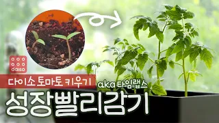 방울토마토 성장 1분 30초 만에 보기 (feat. 분갈이)｜다이소 방울토마토｜REVIEW