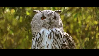 Mesmerising  Owl Moments | BC Earth