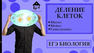 Митоз, Мейоз, Гаметогенез - деление клеток для ЕГЭ |ЕГЭ БИОЛОГИЯ|Freedom|