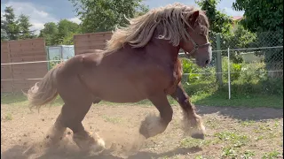 Konie Zimnokrwiste w stajni Borkowo