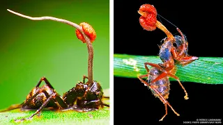 Um Fungo que Transforma Formigas em Zumbis