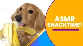 ASMR Eating with Pets | The Pet Collective