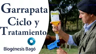 Garrapata en Bovinos - Ciclo y tratamiento. Biogénesis Bagó