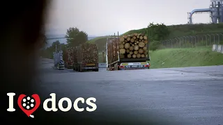 The Wood Industry's Secret Scandal - A Business Against Nature - Crime Documentary
