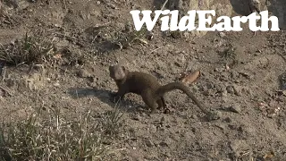 WildEarth - Sunset Safari - 22 August 2023