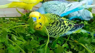 Keeping Budgies: 🌟🦜A Beginner's Guide to Happy Pet Ownership 🐦🏡