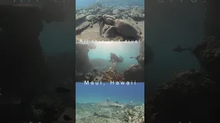 Diving in Hawaii 😍🐢 #shorts #nature #wildlife #diving #snorkeling #hawaii