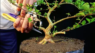 PROGRAM BONSAI KURANG TEPAT 🤔🤭 (SANCANG/PREMNA MICROPHYLLA)