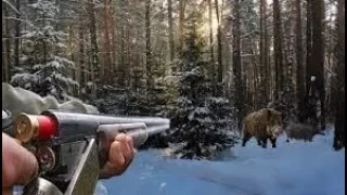 Охота на дикого кабана. Красивый момент / wild boar hunting 2017