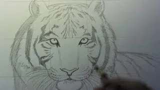 How to Draw a Tiger, Part 1: Line Placement