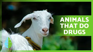 7 ANIMALS that get HIGH 🐐🪰 Animals That Do Drugs