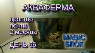 Акваферма. Прошло 2 месяца