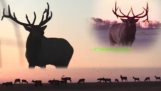 BOWHUNTING BULL ELK in ALBERTA - INCREDIBLE RUT ACTION S6 Ep3