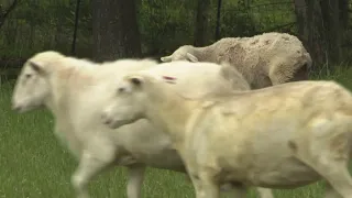 Louisiana Pride Farm: Producing and Marketing Lamb