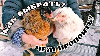 Как выбрать курицу-несушку и не купить старушку. Чем пропоить несушек.