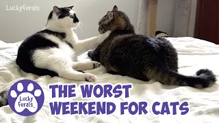 The Worst Weekend For Cats 🐈‍⬛ Lucky Ferals Cat Vlog S5 E42 🐈‍⬛ Cat Videos Compilation