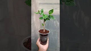 how to propagate hibiscus plant from cutting |  grow hibiscus plant #shorts #hibiscus