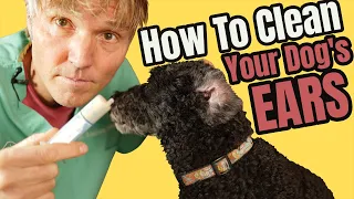 Dog Ear Cleaning