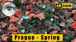 Walk 4k Prague spring has come - Snowdrops - Kinsky Garden - Petřín funicular - Czech Republic🇨🇿HDR