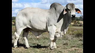 Karmoo Brahmans 2023 Bull Sale - Lot 8