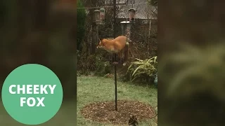 Cheeky fox caught standing on a bird table scoffing nuts