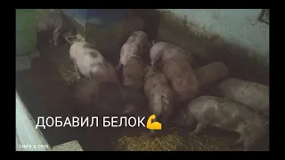 ЗАМЕНИЛ СХЕМУ КОРМЛЕНИЯ СВИНЕЙ • ПОСМОТРИМ НА РЕЗУЛЬТАТ 🐖🐖🐖