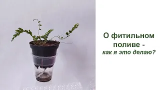 Фитильный полив комнатных растений - как я это делаю и что получается