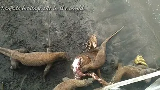 Part 3 || Komodo Dragon attack the deer on the beach#reptiles