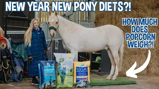 ALL THE PONIES GET WEIGHED! NEW YEAR PONY DIETS!