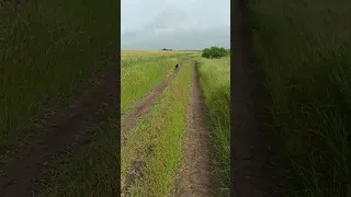 ⚡Рубик⚡ ягдтерьер jagdterrier собака бежит
