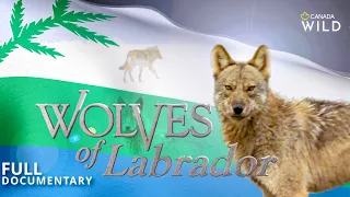 Wolves of Labrador | Nature Documentary | George River Caribou & the Newfoundland Wolf | Canada Wild