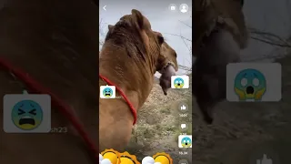 Camel spits out his stomach