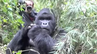 Silverback Gorilla strikes a pose - very close encounter!