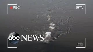 Video of 'Strange Thing' in Alaskan Water Goes Viral