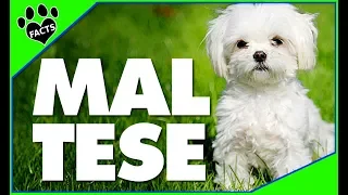 Top 10 Facts About Maltese Dogs 101