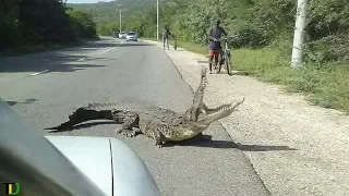 Crocodile K!LLS Man in Portmore | Teach Dem