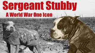 Sergeant Stubby A World War I Icon