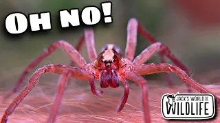 WANDERING Spiders IN FLORIDA! Is This BAD NEWS???