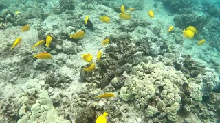 Underwater beauty, Two Step, Hawaii. GoPro HERO8 4K