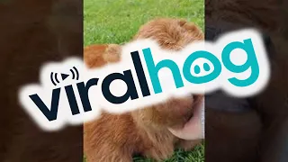 Cute Baby Highland Cow || ViralHog