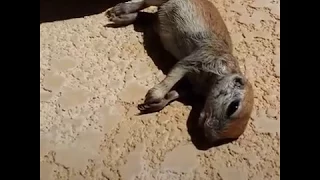 Quand cet homme a vu ce bébé chien de prairie se noyer dans sa piscine...Wow !